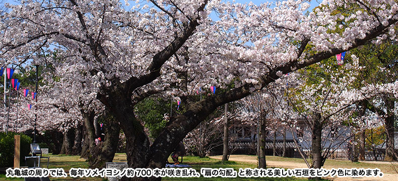 高松市中央通り沿いの陽光桜 第二次世界大戦中に学校教員であった愛媛県在住の高岡正明氏が、戦後、戦死した生徒たちの冥福を祈って作り出した陽光桜。毎年、春先に高松市中央通り沿いで鮮やかな花を咲かせてくれます。